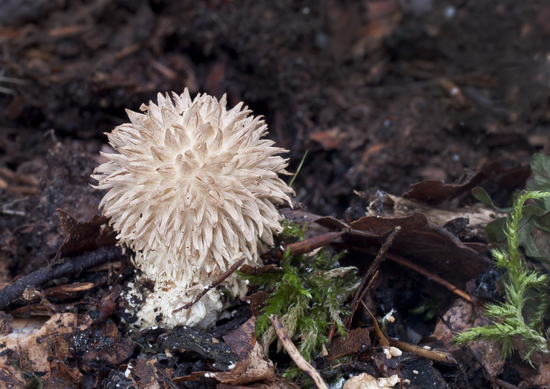 Lycoperdon echinatum